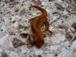 Ein Salamander. ...  marcel krawetzke 14.05.2012