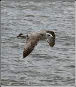 Eine Mantelm�ve im Flug. ...  De Rond Hans und Jeanny 15.05.2012
