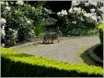 Meister Lampe hat sich ...  De Rond Hans und Jeanny 15.05.2012
