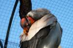 Ein K�nigsgeier bei der Pflege seiner Federn. Foto:Zoologischer Garten Berlin, 25.03.2012