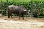 Wasserb�ffel. Foto:Zoologischer ...  Reinhard Korsch 15.05.2012