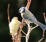 Ein Blaumeisenjunges erbittet F�tterung, ...  Fred Biberpelz 16.05.2012