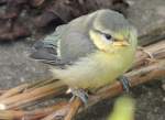 Blaumeisenjunges, gerade fl�gge geworden, ...  Fred Biberpelz 16.05.2012