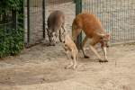 K�ngurufamilie. Foto:Zoologischer ...  Reinhard Korsch 17.05.2012
