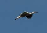 Wei�storch auf ...  Fred Biberpelz 18.05.2012