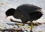 Bl��huhn auf Futtersuche, am ...  Fred Biberpelz 18.05.2012