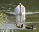 H�ckerschwan vertreibt Stockentenfamilie aus ...  Fred Biberpelz 18.05.2012