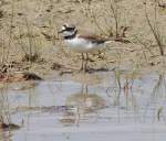 Flu�regenpfeifer (Charadrius dubius) auf ...  Fred Biberpelz 18.05.2012