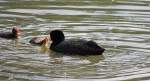 Bl��huhn f�ttert den Nachwuchs ...  Fred Biberpelz 18.05.2012
