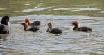 Etwa die halbe Bl��huhn-Familie, ...  Fred Biberpelz 18.05.2012
