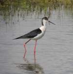Stelzenl�ufer (Himantopus ...  Fred Biberpelz 18.05.2012