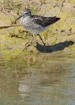 Bruchwasserl�ufer (Tringa ...  Fred Biberpelz 18.05.2012
