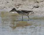 Bruchwasserl�ufer (Tringa ...  Fred Biberpelz 18.05.2012