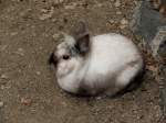 Hase in ...  marcel krawetzke 18.05.2012