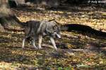Wolf (Eurasischer Wolf)  ...  Andy Hensel 09.11.2009