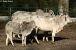 Das Zebu oder Buckelrind. ...  Andy Hensel 09.11.2009