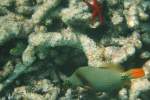 Ein Gelbschwanz-Dr�cker (Balistapus undulatus) ...  Gilbert Angermann 09.11.2009