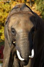 Afrikanischer Elefant.   ...  Andy Hensel 10.11.2009