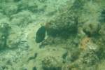 Ein Orangestreifen-Dr�ckerfisch (Balistapus undulatus
) ...  Gilbert Angermann 10.11.2009
