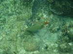 Ein Gelbschwanz-Dr�cker (Balistapus undulatus) ...  Gilbert Angermann 10.11.2009