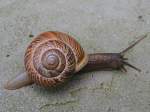 Junge Weinbergschnecke ...  JohannJ 10.11.2009
