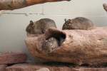 Degus im Stuttgarter Zoo ...  Gilbert Angermann 12.11.2009