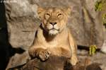 Indische L�wen ...  Andy Hensel 12.11.2009