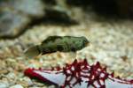LSD-Fisch (Synchiropus picturatus) am ...  Gilbert Angermann 12.11.2009