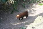 Ein ruheloser Waldhund (Speothos ...  Gilbert Angermann 13.11.2009