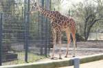 Netzgiraffe (Giraffa ...  Gilbert Angermann 13.11.2009