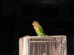 unzertrennliche-agapornis Ein Papagei (?) auf dem Vogelmarkt in Hong Kong, 2007