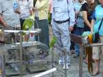 sonstige Verschiedene Papageien auf dem Bird Market (Vogelmarkt) in Hong Kong. 2007