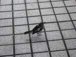 sperlinge Ein Spatz (?) in Hongkong, 2007