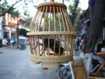 kurz--und-langfuhlerschrecken Eine Grille im K�fig. Auf einem Markt in Xi'an (China) waren viele davon zu sehen - nicht unbedingt f�r den Verkauf, sondern wegen der Ger�usche. Nicht alle K�fig-Grillen lebten noch :-) Oftmals werden auch singende V�gel an �ffentlichen Pl�tzen in K�figen gehalten. 2007