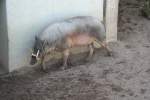 Ein m�nnlicher Hirscheber (Babyrousa ...  Gilbert Angermann 13.11.2009