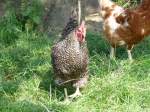 Ein Schwarz-Weisses Huhn .. ...  Hp. Teutschmann 15.11.2009
