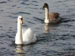 Schwan mit Jungem im ...  Hp. Teutschmann 15.11.2009