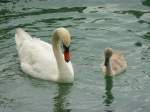 Schwan mit Jungen im ...  Hp. Teutschmann 15.11.2009