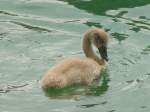 Junger Schwan im Bielersee ...  Hp. Teutschmann 15.11.2009