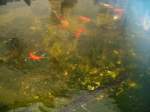 Viele Goldfische bei Steffens ...  Daniel Michler 15.11.2009