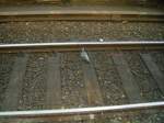 Mutige Taube im K�lner ...  Daniel Michler 15.11.2009