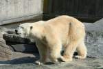 Ein Eisb�r ...  Gilbert Angermann 16.11.2009