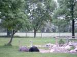 strausse-struthio M�nnlicher und weiblicher Strau�, Strau�enfarm Happy Ostrich im Spreewald. www.freizeit-spreewald.de