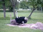 strausse-struthio Ein Strau�enp�rchen auf der Strau�enfarm Happy Ostrich in Kasel-Golzig - Zauche, 2004