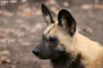 Kopf eines afrikanischen Wildhundes. ...  Andy Hensel 16.11.2009
