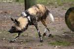 Afrikanischer Wildhund.   ...  Andy Hensel 16.11.2009