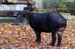 Mittelamerikanischer Tapir ...  Andy Hensel 16.11.2009