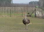 strausse-struthio Ein stolzierender Strau� bei F�rstenwalde, 2005