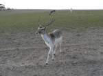 Damhirsche Skeptisch blickender Hirsch im Damwildgehege Gut Hirschaue bei F�rstenwalde. 2005