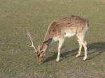 Damhirsche Ein Hirsch beim Fressen in F�rstenwalde, 2005